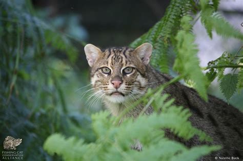 Fishing Cat Literature – Fishing Cat Conservation Alliance