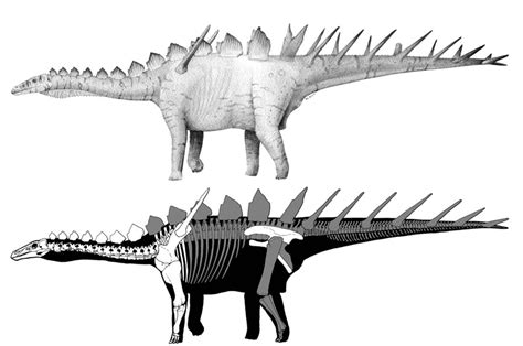 Artistic interpretation of the stegosaur dinosaur Miragaia... | Download Scientific Diagram