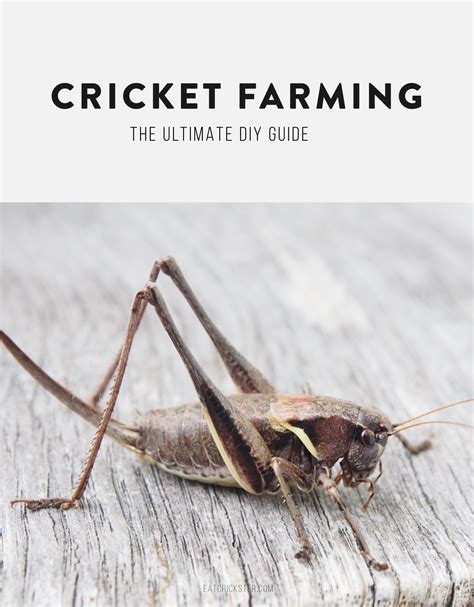 Cricket farming: The ultimate DIY guide | Cricket farming, Cricket ...