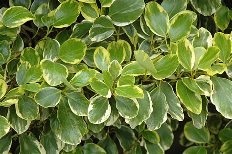 Griselinia littoralis Variegata - Garden Direct.ie