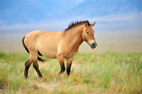 Przewalski’s Horse Facts - CRITTERFACTS