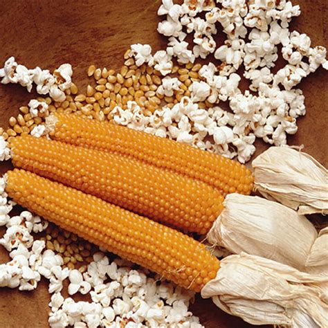 CORN - Popping Corn | Buy Online at Seeds Of Plenty – Seeds of Plenty