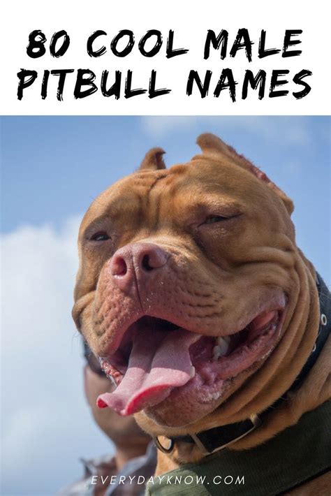 80 Cool Male Pitbull Names | Male pitbull names, Pitbull dog names ...