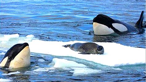 Documental de Animales - Oso Polar - Ballenas Asesinas - National Geogra... | The beautiful Orca ...