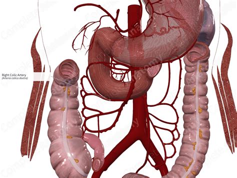 Right Colic Artery | Complete Anatomy