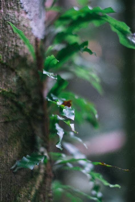 "Ferns In Natural Rainforest" by Stocksy Contributor "Rowena Naylor ...