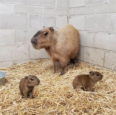 N.J. zoo welcomes 2nd set of capybara babies this year - nj.com