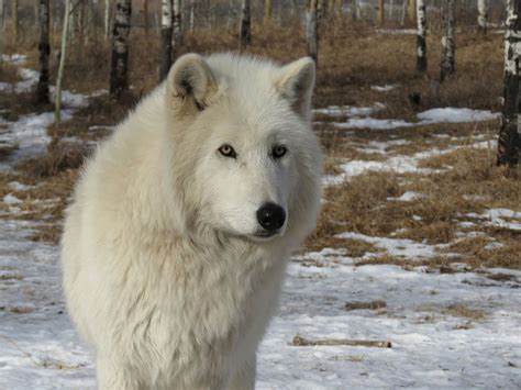 Loup arctique - Dictionnaire des Animaux - Diconimoz