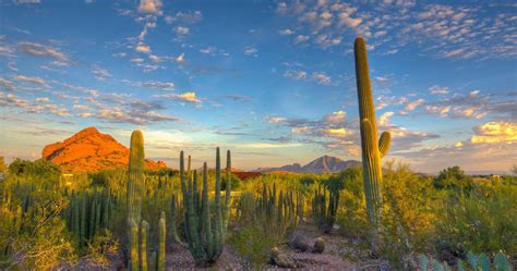 Desert Cactus Wallpapers - Top Free Desert Cactus Backgrounds - WallpaperAccess
