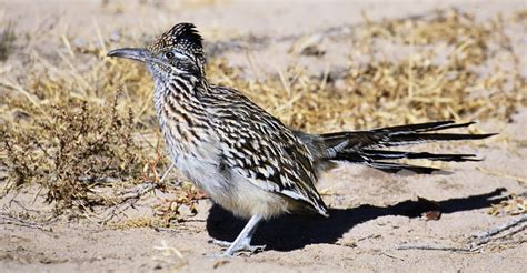 greater-roadrunner - New Mexico Pictures - New Mexico - HISTORY.com