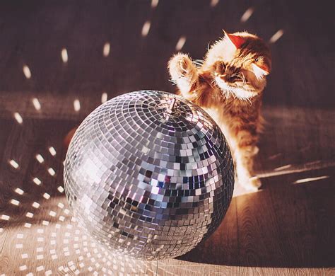 HD wallpaper: Cats, Disco, Pet | Wallpaper Flare