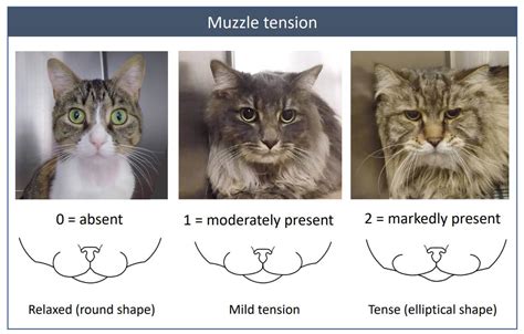 Is My Cat Scowling at Me or Are They in Pain? | Zoetis Petcare