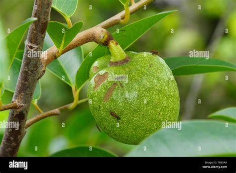 Annona Glabra Fruit