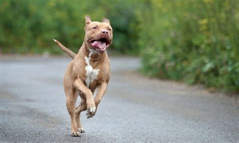 26+ Why Are Pitbulls So Muscular - AnbreenTommie