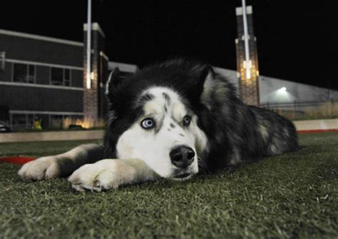 Northern Illinois Huskies' high-fiving mascot Diesel to retire after ...