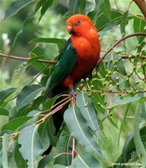 Australian King Parrot (Alisterus scapularis) | Parrot Encyclopedia