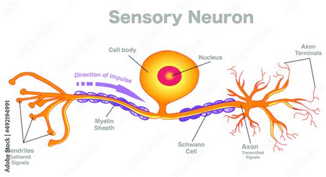 Sensory neuron anatomy, structure parts. Pseudounipolar afferent neurons diagram. Chemical ...