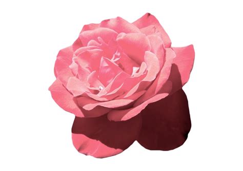 Aesthetic Flower PNG Image - PNG All | PNG All