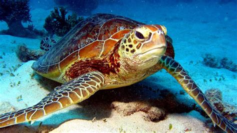 Sea Turtles Endangered Species - Danger Choices