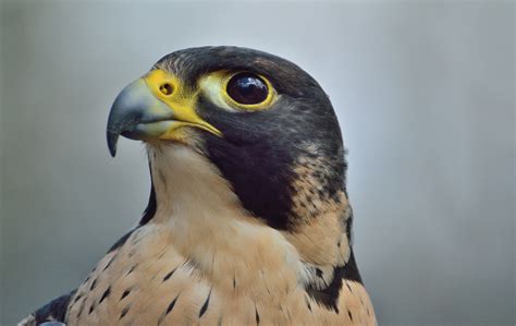 Acadia National Park Wildlife - National Park Photographer