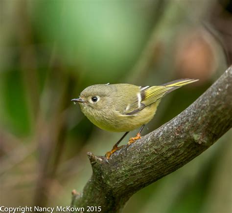 Photographing the Ruby Crowned Kinglet, Up Close | Welcome to NancyBirdPhotography.com