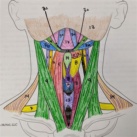 Jeff Searle Muscles Of The Head And Neck Anatomia Hum - vrogue.co