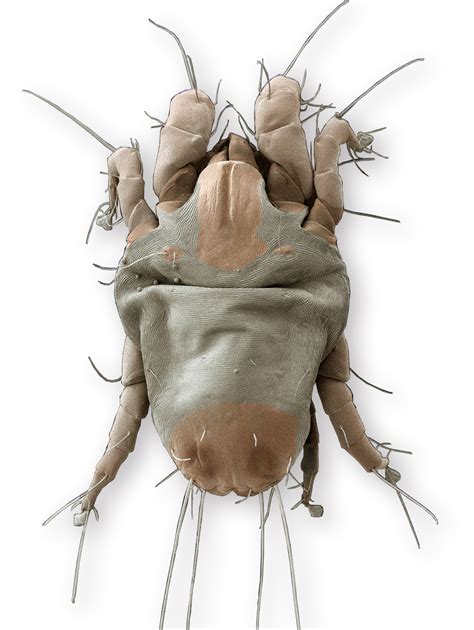 Genetic study of house dust mites demonstrates reversible evolution