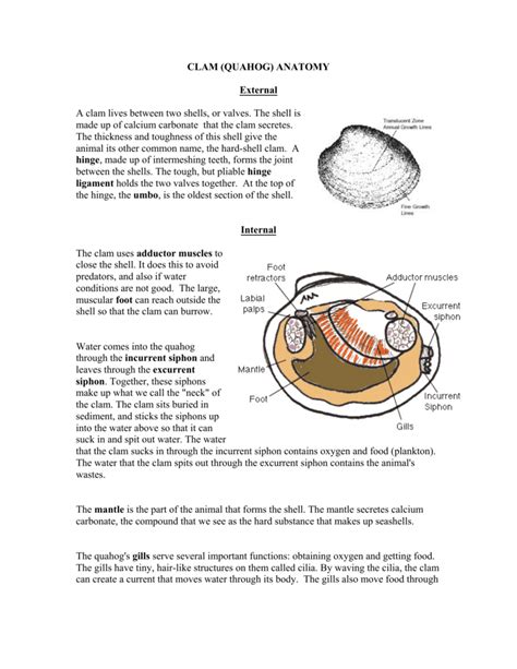 CLAM (QUAHOG) ANATOMY