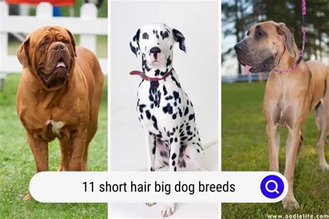 11 Short Hair BIG Dog Breeds (With Photos) - Oodle Life