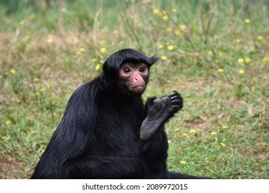 Little Black Monkey Showing His Feet Stock Photo 2089972015 | Shutterstock