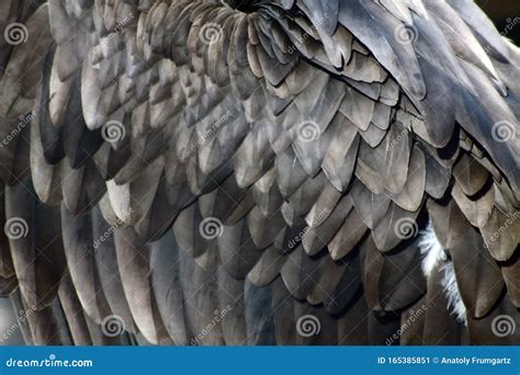 Golden Eagle Wing Feathers Close Up Stock Image - Image of freedom ...