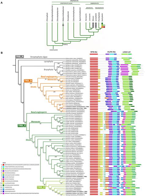 Phylogenetic analysis of TRB proteins. (A) Simplified evolution of the ...