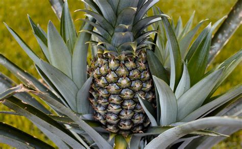 pineapple plant photos | Inside NanaBread's Head