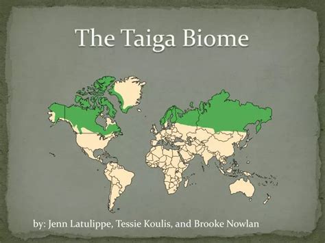 PPT - The Taiga Biome PowerPoint Presentation, free download - ID:5561582