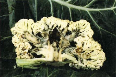 Downy Mildew on Brassica Crops | NC State Extension Publications