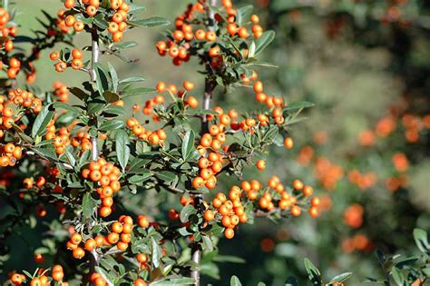 Flora Attica: Pyracantha coccinea πυράκανθος