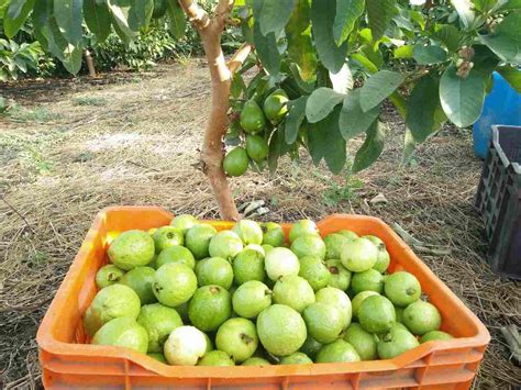 Organic Guava Cultivation, Farming Practices | Agri Farming