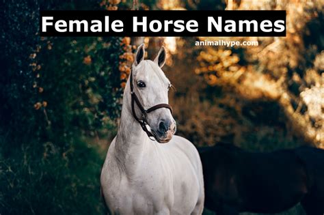 401 Cute and Quirky Female Horse Names - Animal Hype