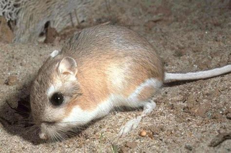 Los 11 Animales del Desierto de Sonora Más Destacados