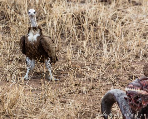 Serengeti Birds - HawkeBackpacking.com