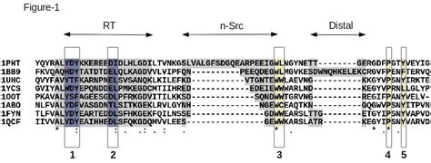 Protein Multiple Sequence Alignments - T-Coffee Tutorials