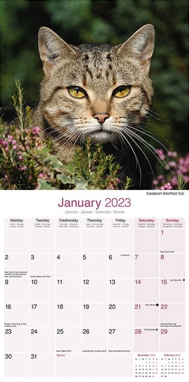 Cats - Wall Calendars 2024 | Buy at Europosters