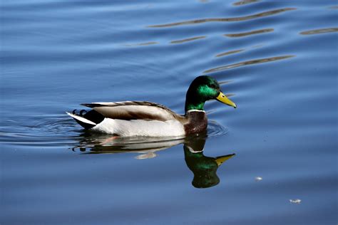 Mallard Duck with Green Head Picture | Free Photograph | Photos Public Domain