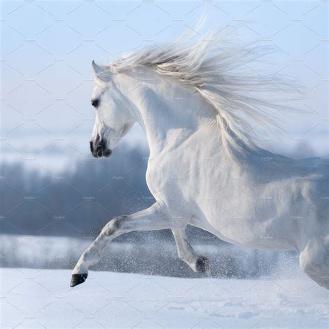 Beautiful White Horse with Long Mane