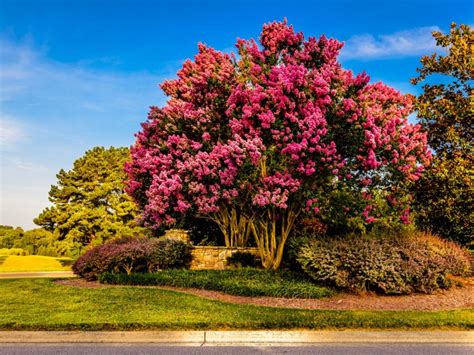 Crepe Myrtle Information - Learn About The Lifespan Of Crepe Myrtles