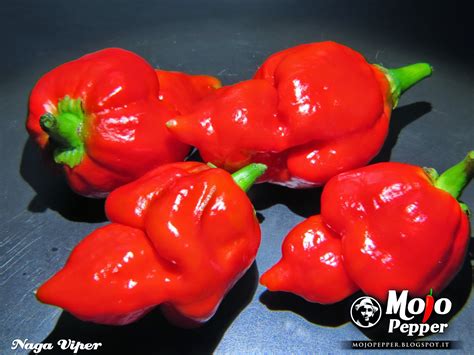 The Mojo Pepper - Just a Chili Pepper grower: Naga Viper chili pepper