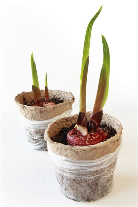 Gladiolus Bulbs stock photo. Image of botany, macro, pots - 14203328