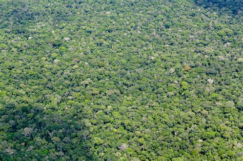 Aerial view of the Amazon Rainforest | Aerial view of the Am… | Flickr