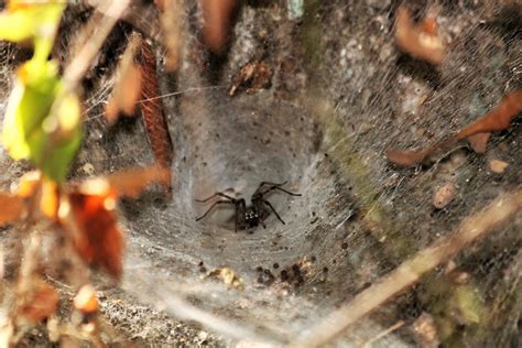 Funnel Weaver Spider In Funnel Free Stock Photo - Public Domain Pictures