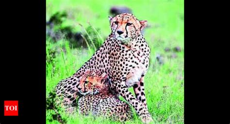 India's First Cheetah Conservation Breeding Centre in Banni Grasslands Reserve | Ahmedabad News ...